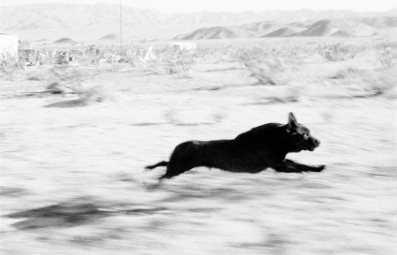 Dogs Chasing John Divola's Car in the Desert