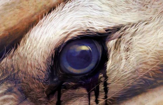 Ryohei Hase's Illustration work
