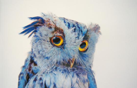 Owls by John Pusateri