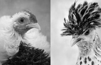 Behold: Chickens Like You've Never Seen Them Before image