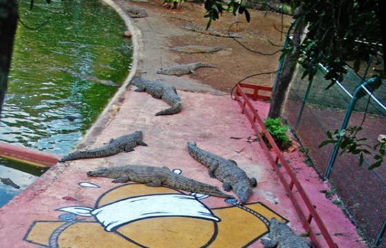 Gator on the Line