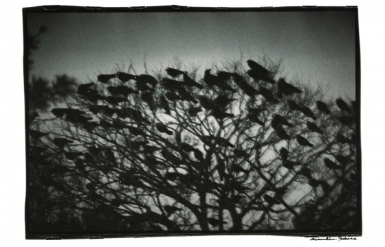 Masahisa Fukase and The Solitude of Ravens