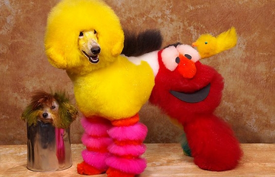 Best of 2013: When Dog Grooming Goes Too Far