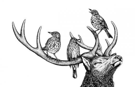 Natalie Toms Ilustrates Animals
