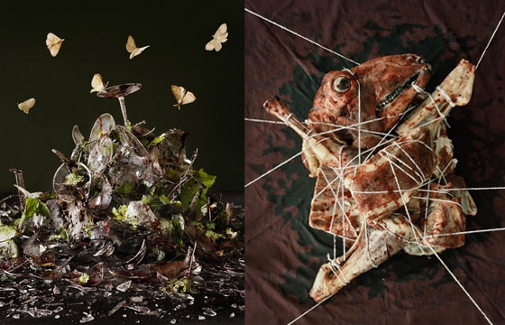 The viscerally powerful still life work of Tara Sellios