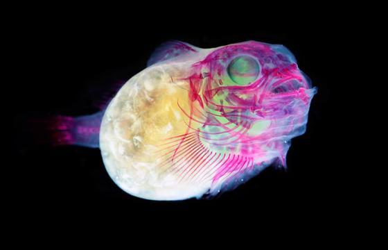 New World Transparent Specimens by Iori Tomita