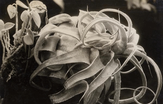 The photography of Albert Renger-Patzsch