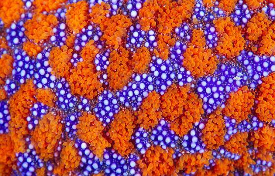 Starfish Photographs by Alexander Semenov