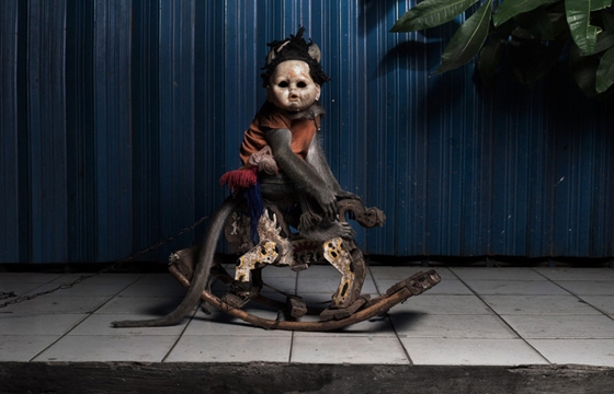 Creepy Photos of Monkeys Wearing Doll Masks