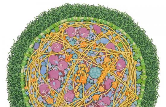 David S. Goodsell's Biomolecular Art