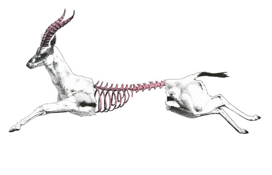 Stella Rebouh: Extendus