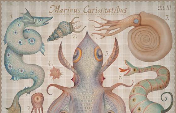 Marine Curiosities