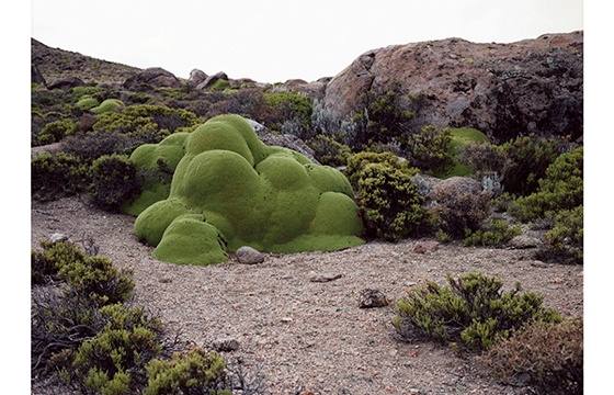 “The Oldest Living Things in the World”