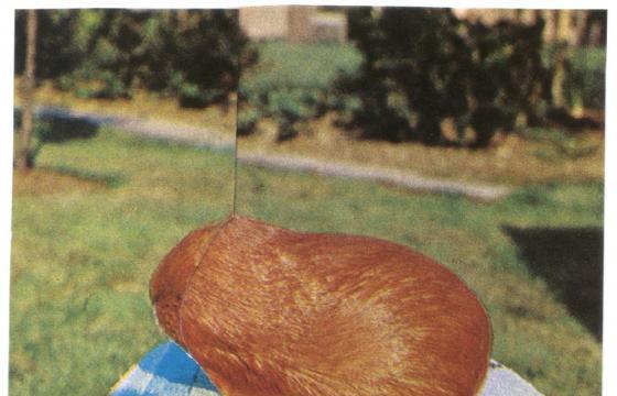 Collages by Ruth Van Beek