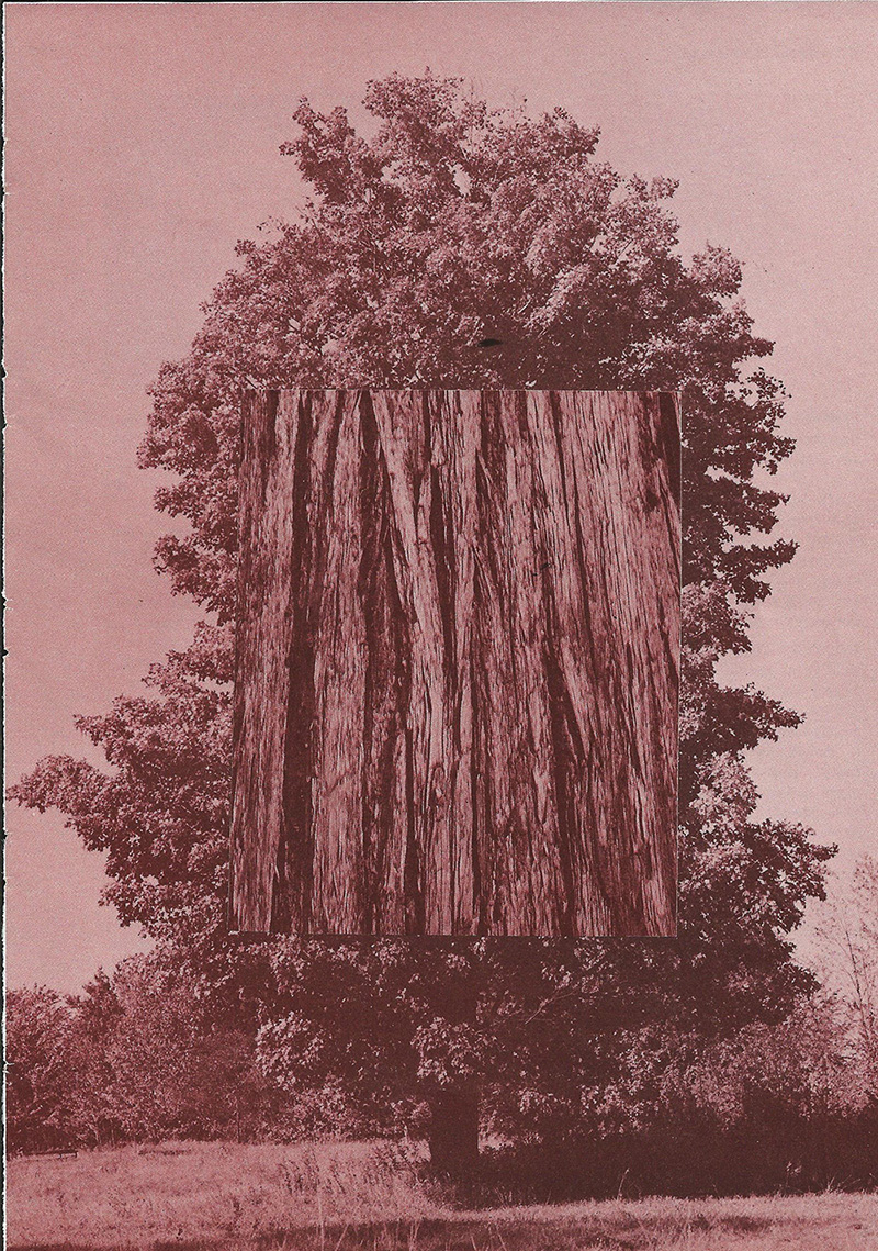 sugar maple