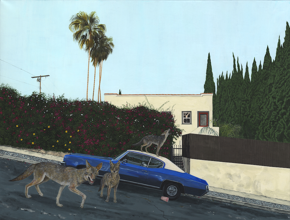 Coyote Gang Best Stret View Ever