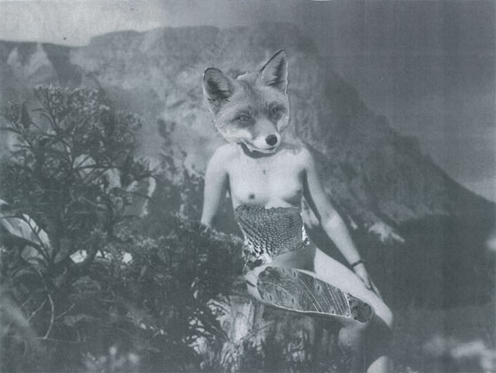 Kym Ward's Wild Women