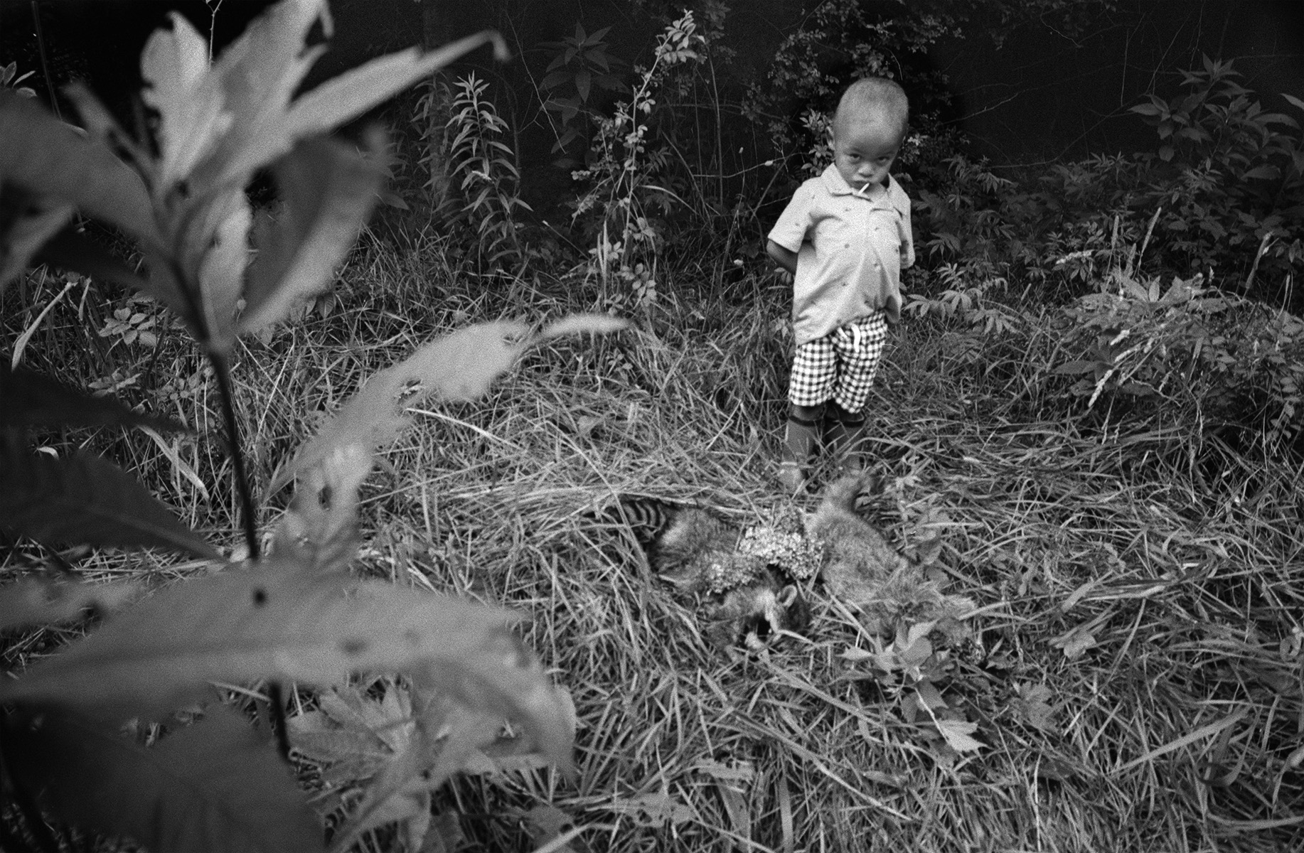 The Locusts 003