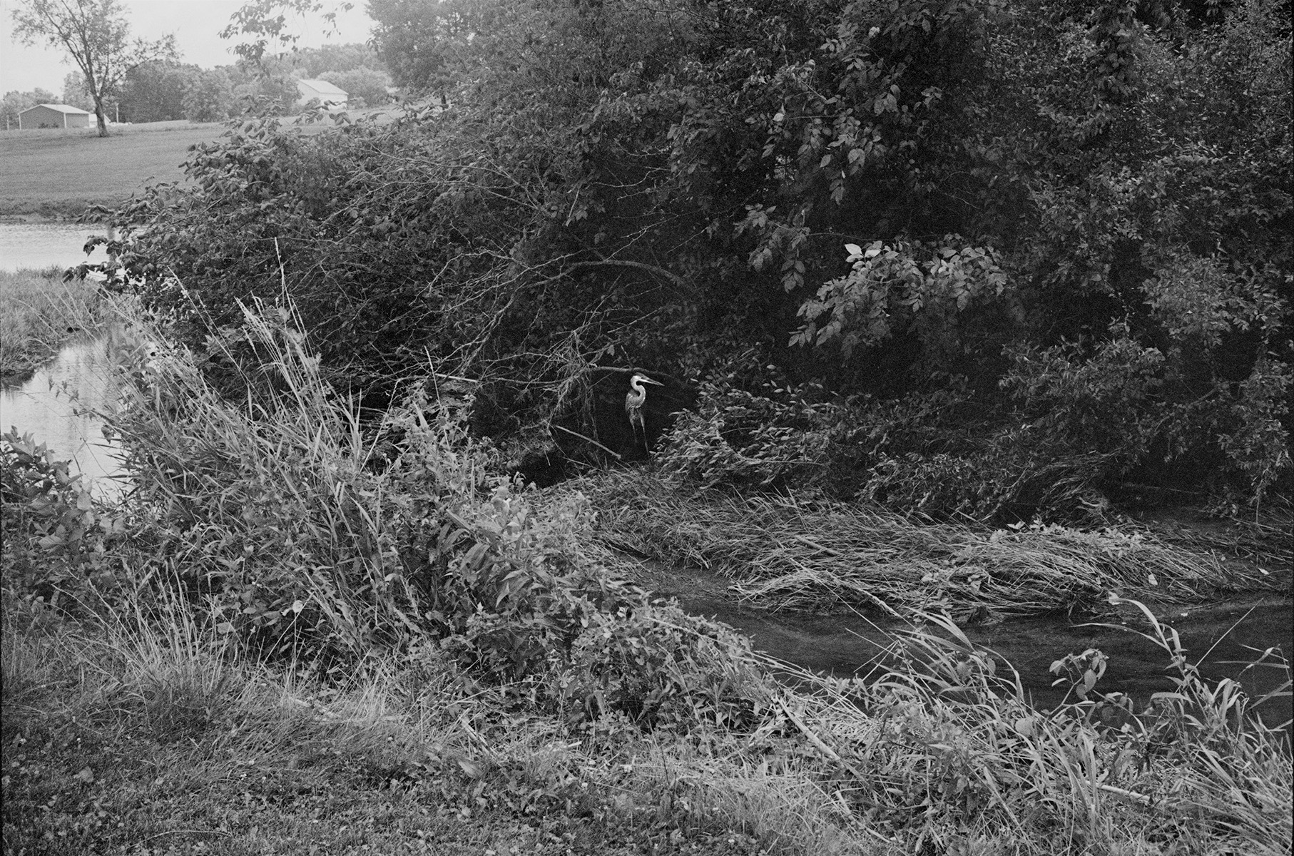 The Locusts 015