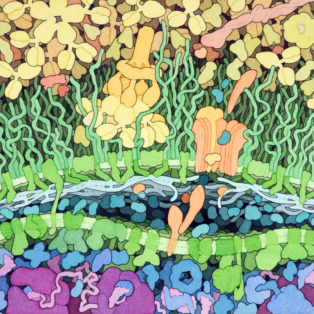 Juxtapoz Magazine - David S. Goodsell's Biomolecular Art
