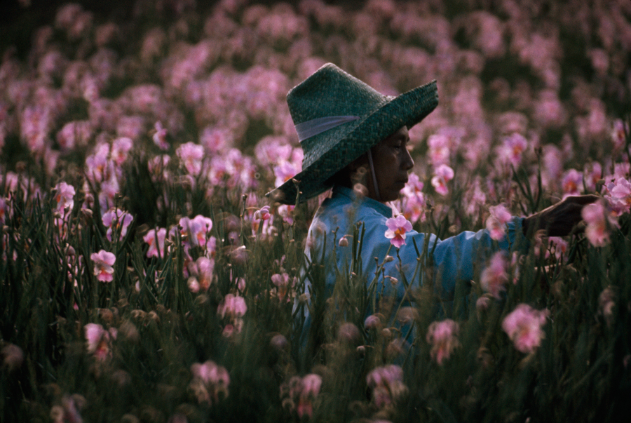 A woman harvests vanda orchids from Hilo nursery fields in Hawaii, March 1975. Photograph by Robert Madden, National Geographic.