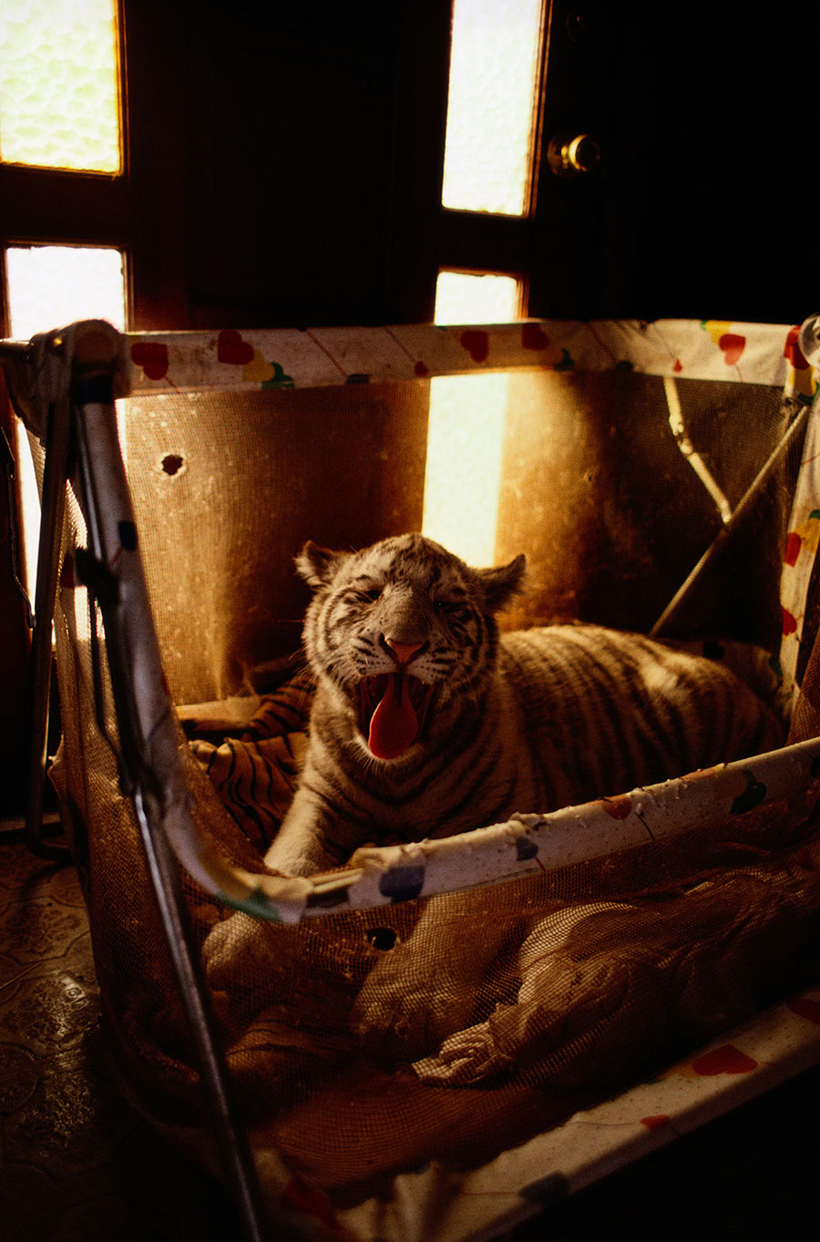 Siberian tiger cub in a child’s play-pen, which is being used as a bed, Arkansas, November 1997. Photograph by Nick Nichols, National Geographic