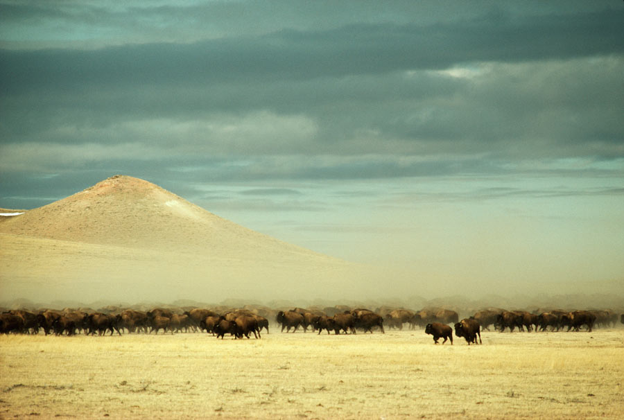 A herd of 2,400 buffalo roam free near Gillette, Wyoming, December 1979. Photograph by James L. Amos, National Geographic