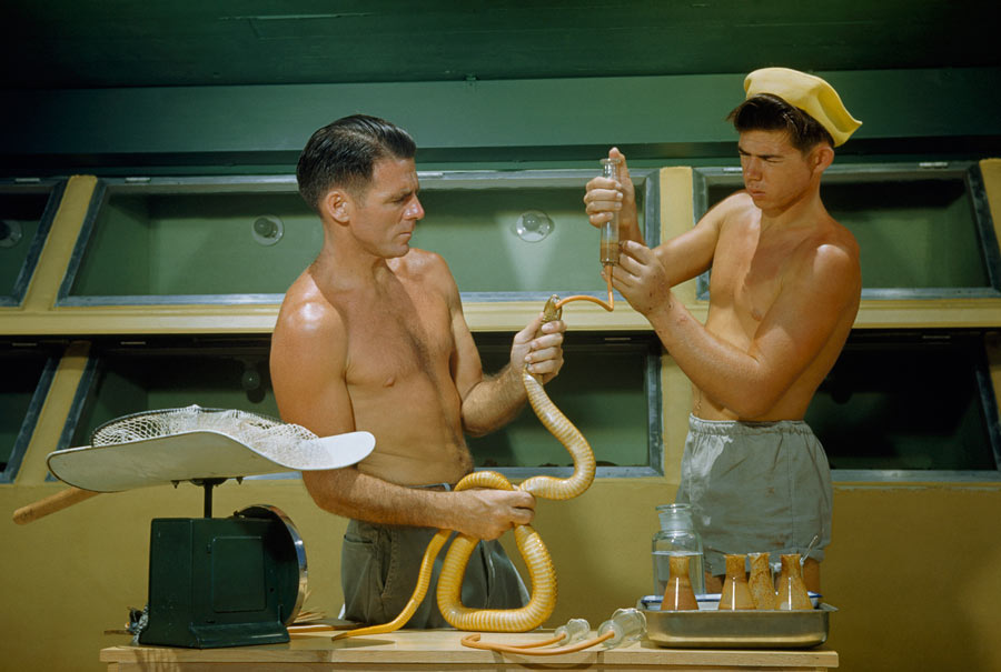 A man holds a Cape cobra as his son force-feeds it to assure venom supply, November 1950. Photograph by Justin Locke, National Geographic