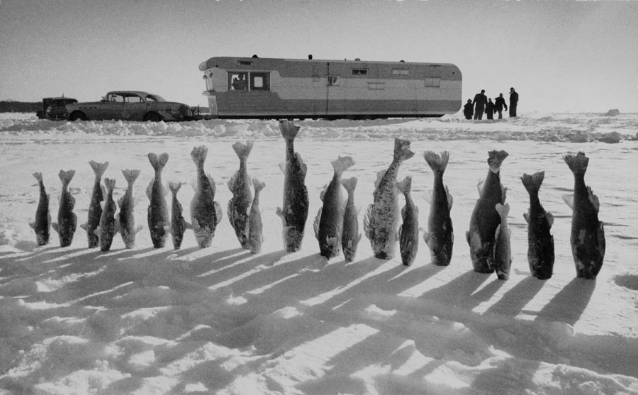 Frozen walleye pike kiss the snow in Mille Lacs, Minnesota, 1959. Photograph by Thomas J. Abercrombie, National Geographic
