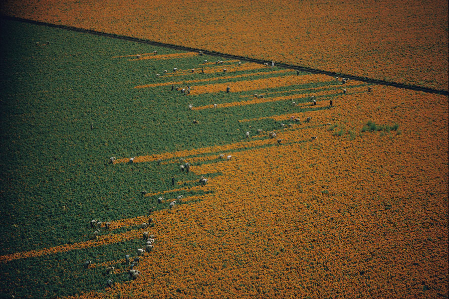 A field turns from orange to green as harvesters pick marigold flowers in Los Mochis, Mexico, 1967. Photograph by W.E. Garrett, National Geographic
