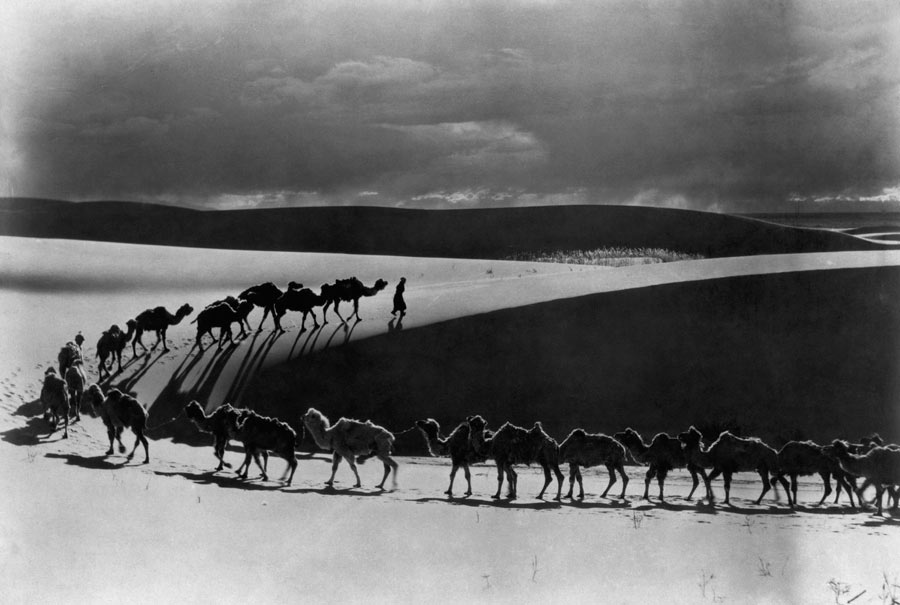 A camel caravan carries supplies for a scientific expedition in the Gobi Desert, June 1933. Photograph by James B. Shackleford, National Geographic
