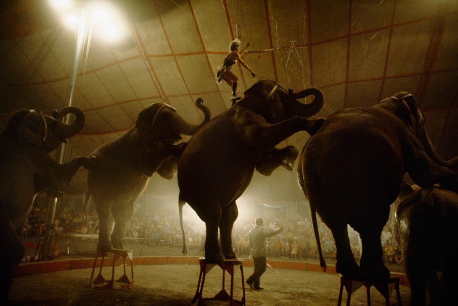 Elephants performing the long mount signal the end of the show, March 1972. Photograph by Jonathan Blair, National Geographic