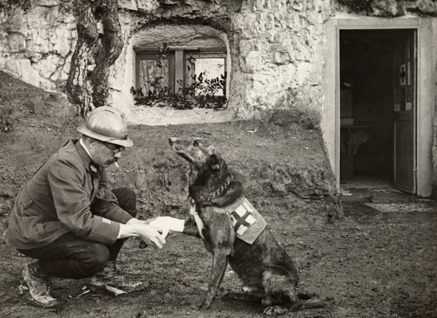 A WWI allied soldier bandages the paw of a Red Cross working dog in Flanders, Belgium, May 1917.