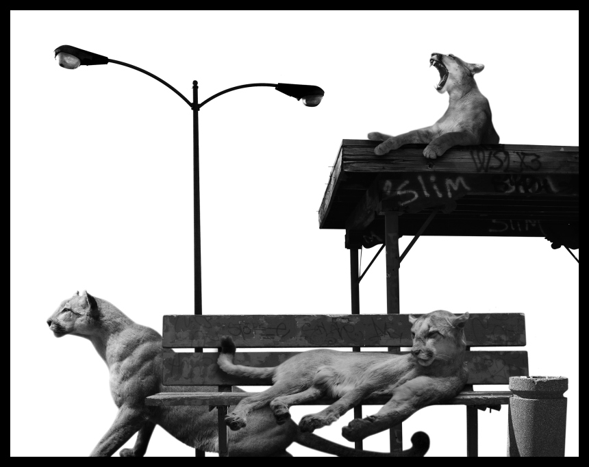 Carousel Image number 31