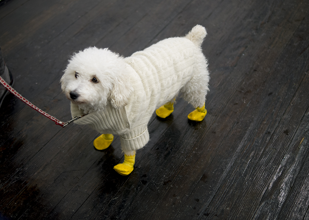 Cute lil dog 