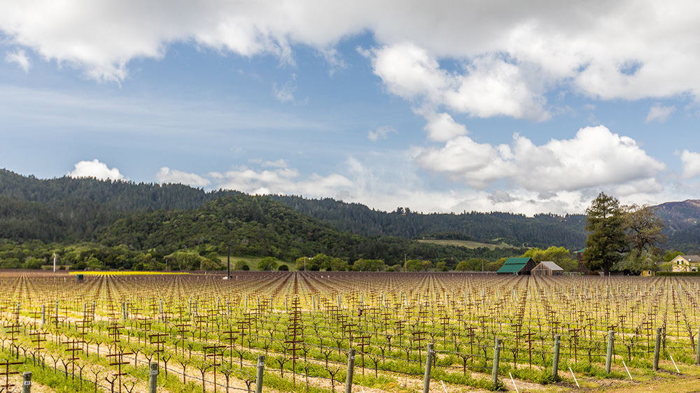 ahhhh, Wine Country...