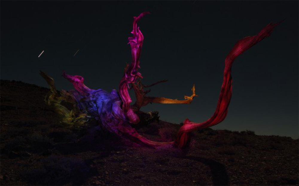 Sacred Trees by Yoshimi Sugiyama