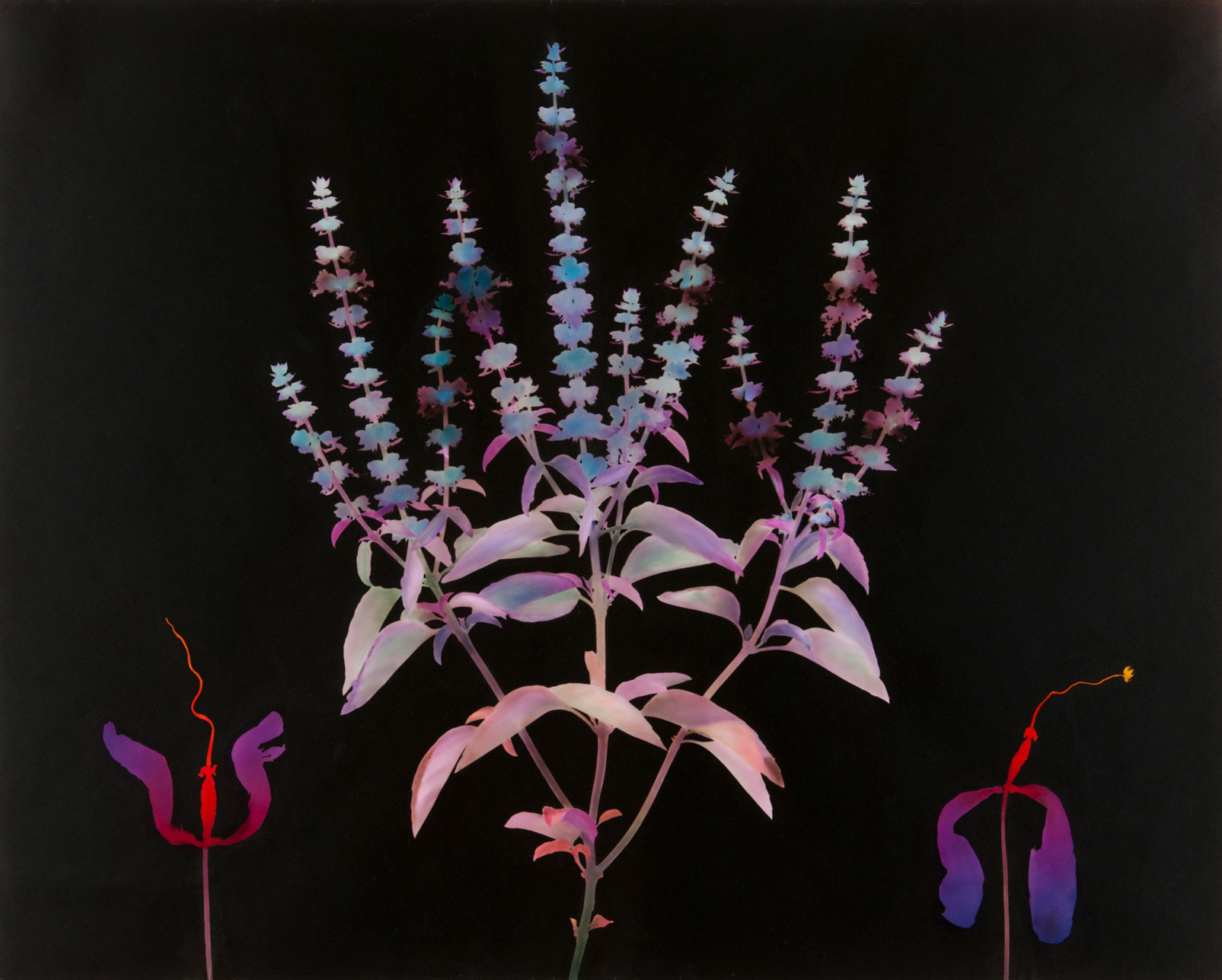 “Garden Series #1 From the Garden Series” by David Lebe, 1979. Gelatin silver print, hand-colored photogram © David Lebe. Image courtesy of Philadelphia Museum of Art, 2018.