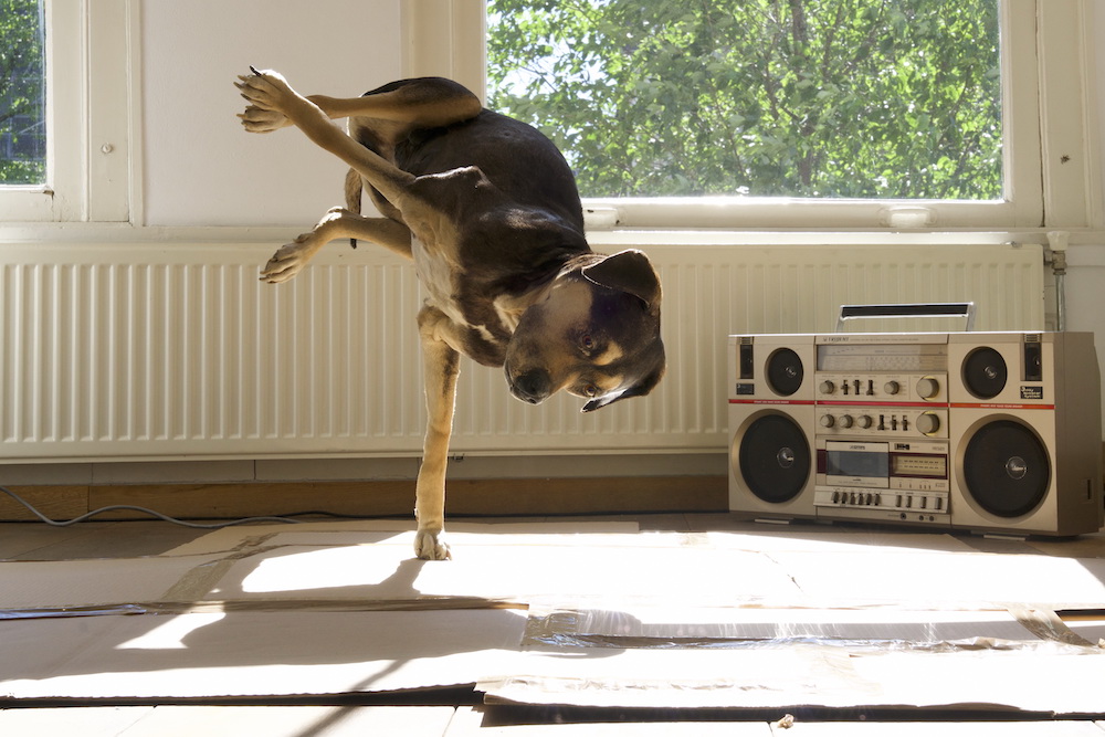 "DOG STEADY" Trembling on one leg, this breakdancing dog is most definitely setting a new word record of the ‘handglide freeze’.