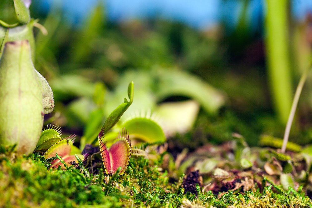 "Plant Your MAC!"