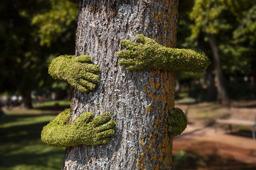 "Tree Hug"