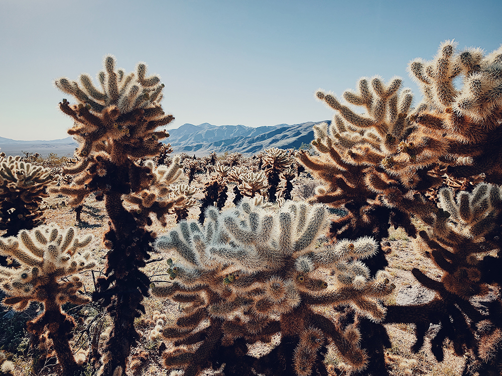 First Place winner for the Floral Category: "Cactus under the Scorching Sun" Joshua Tree National Park, California. Shot on an iPhone X by Dan Liu, China. Courtesy of artist and IPPAWARDS