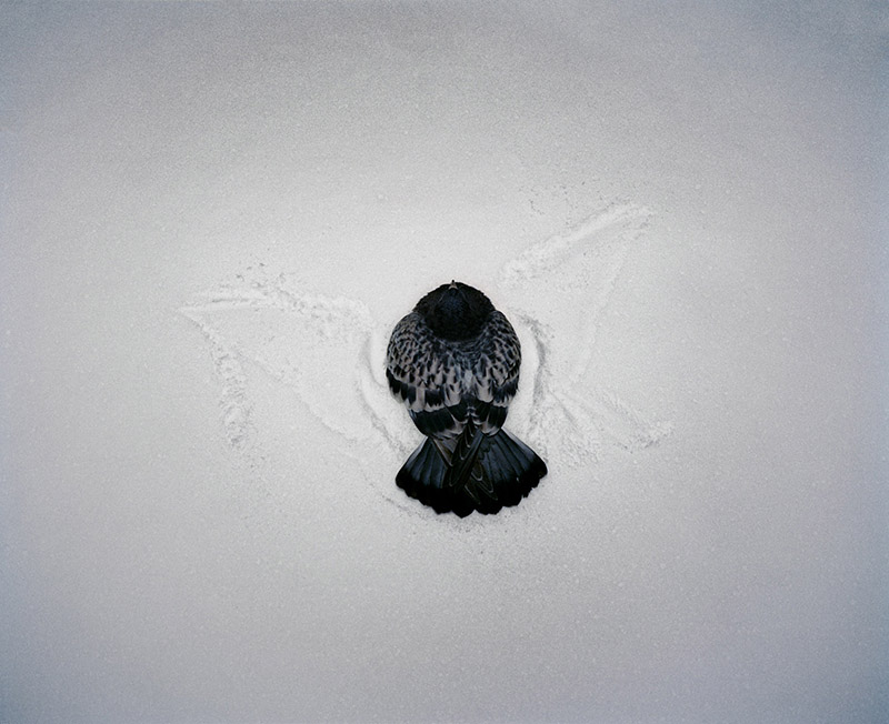 Omaha, NE (Pigeon in Snow) © Gregory Halpern