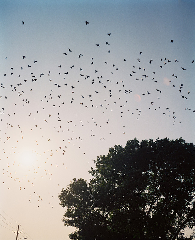 Starlings, Omaha, NE, 2005-2018 © Gregory Halpern