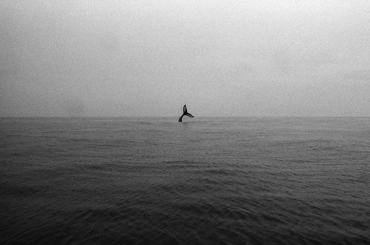 All Images © Jon Levitt