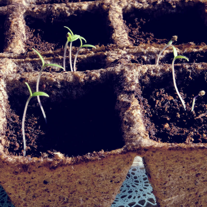 Checking the tomato seedlings