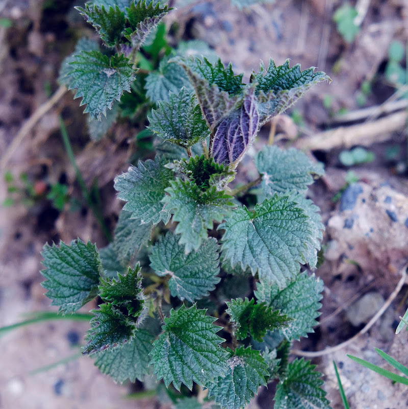 Picking some nettles for tea