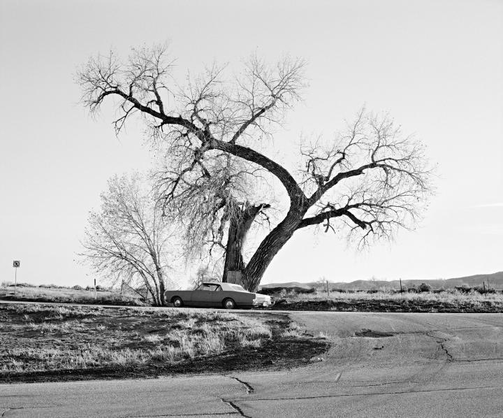 Vanessa Winship, Untitled (Ray Nixon Road, Abandoned Car, Twisted Tree), Denver, Colorado, November 2011. © Vanessa Winship