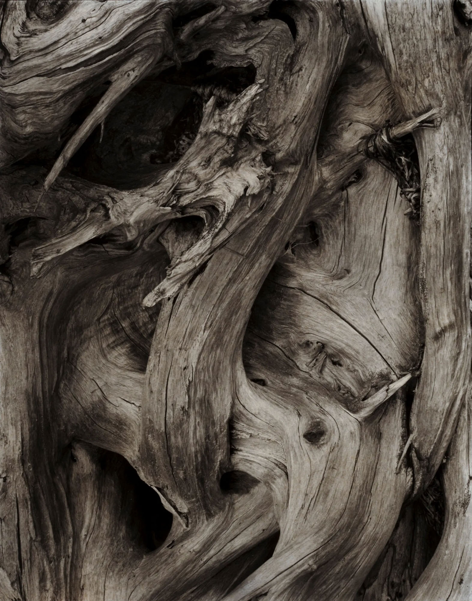 Paul Strand: Driftwood, Gaspé, Quebec, 1929