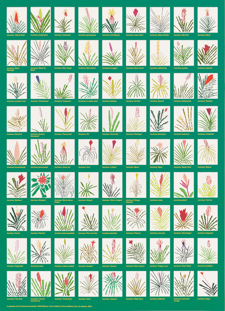 Aechmea Bromeliad Poster, 2022 27-color lithograph on Coventry Rag Smooth paper 42 3/8 x 30 3/4 inches 107.6 x 78.1 cm Edition of 80 + 20 AP Signed, dated, and numbered with publisher